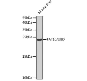 Western Blot - Anti-FAT10 Antibody (A14801) - Antibodies.com