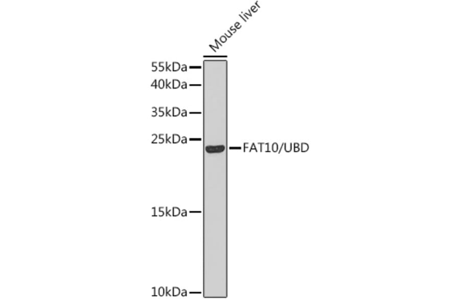 Western Blot - Anti-FAT10 Antibody (A14801) - Antibodies.com