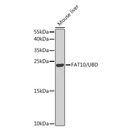 Western Blot - Anti-FAT10 Antibody (A14801) - Antibodies.com