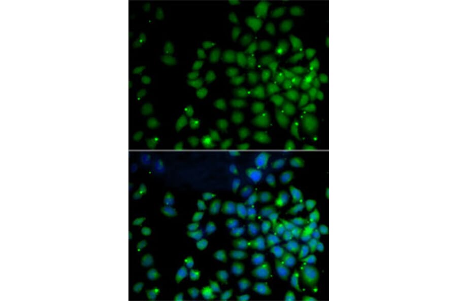 Immunofluorescence - Anti-FAT10 Antibody (A14801) - Antibodies.com