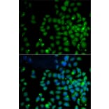 Immunofluorescence - Anti-FAT10 Antibody (A14801) - Antibodies.com