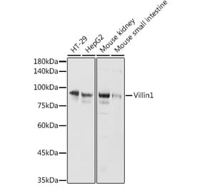 Western Blot - Anti-Villin Antibody (A14804) - Antibodies.com