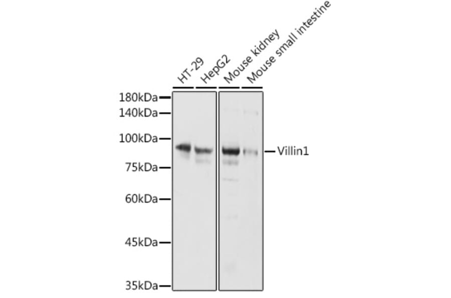 Western Blot - Anti-Villin Antibody (A14804) - Antibodies.com