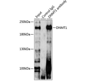 Western Blot - Anti-Dnmt1 Antibody (A14805) - Antibodies.com