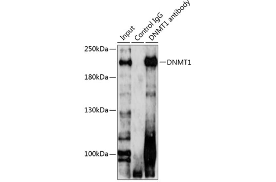 Western Blot - Anti-Dnmt1 Antibody (A14805) - Antibodies.com