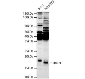 Western Blot - Anti-UBE2C Antibody (A14807) - Antibodies.com