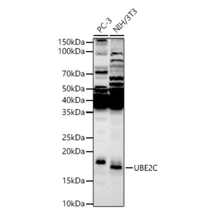 Western Blot - Anti-UBE2C Antibody (A14807) - Antibodies.com