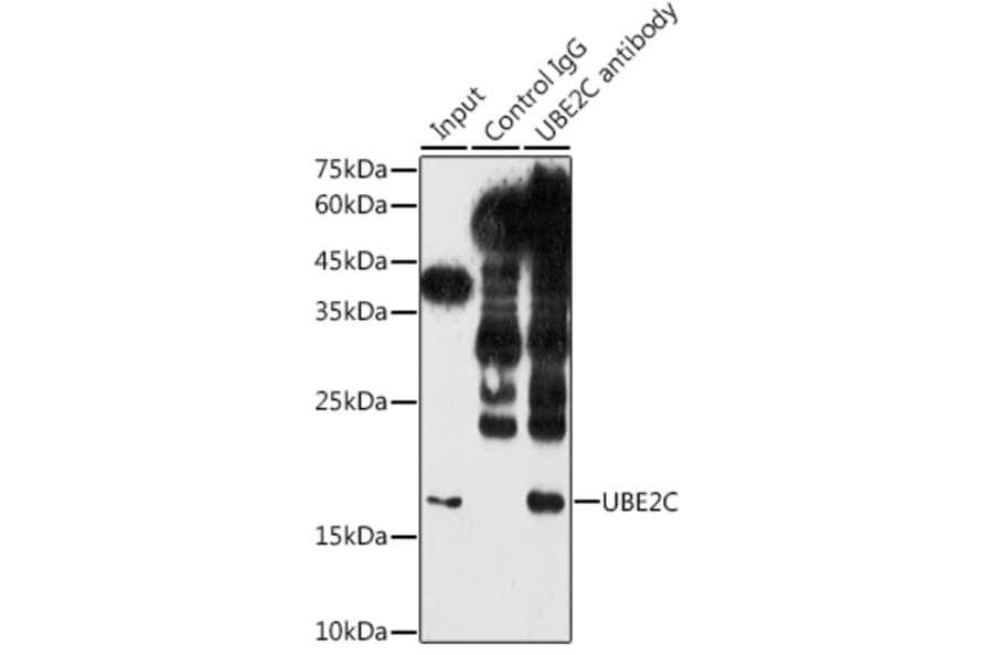 Western Blot - Anti-UBE2C Antibody (A14807) - Antibodies.com