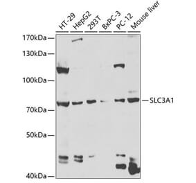 Western Blot - Anti-SLC3A1 Antibody (A14808) - Antibodies.com
