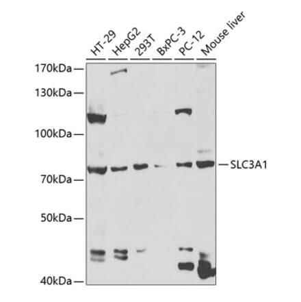 Western Blot - Anti-SLC3A1 Antibody (A14808) - Antibodies.com
