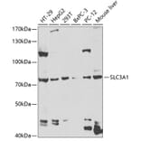 Western Blot - Anti-SLC3A1 Antibody (A14808) - Antibodies.com