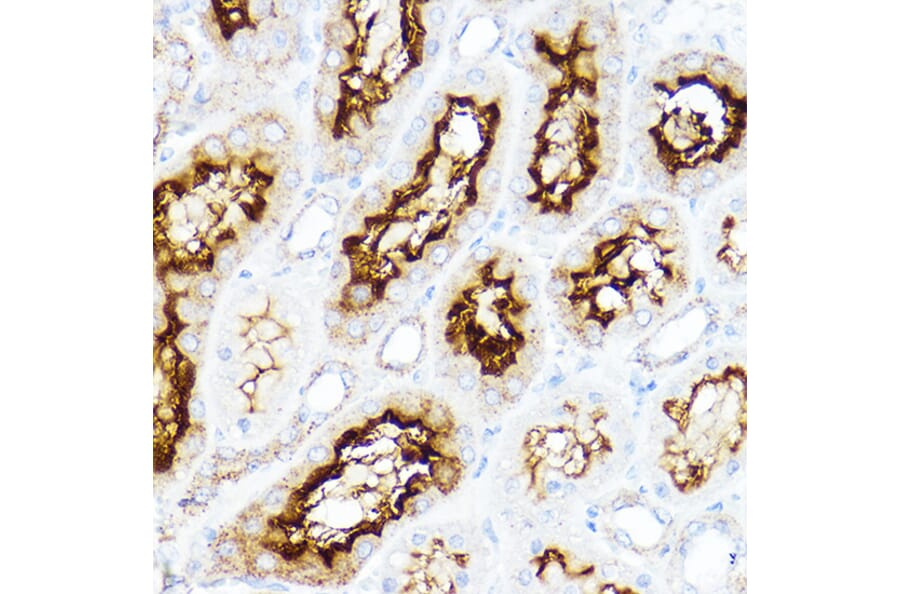Immunohistochemistry - Anti-SLC3A1 Antibody (A14808) - Antibodies.com