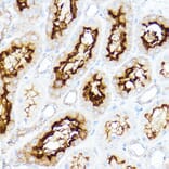 Immunohistochemistry - Anti-SLC3A1 Antibody (A14808) - Antibodies.com