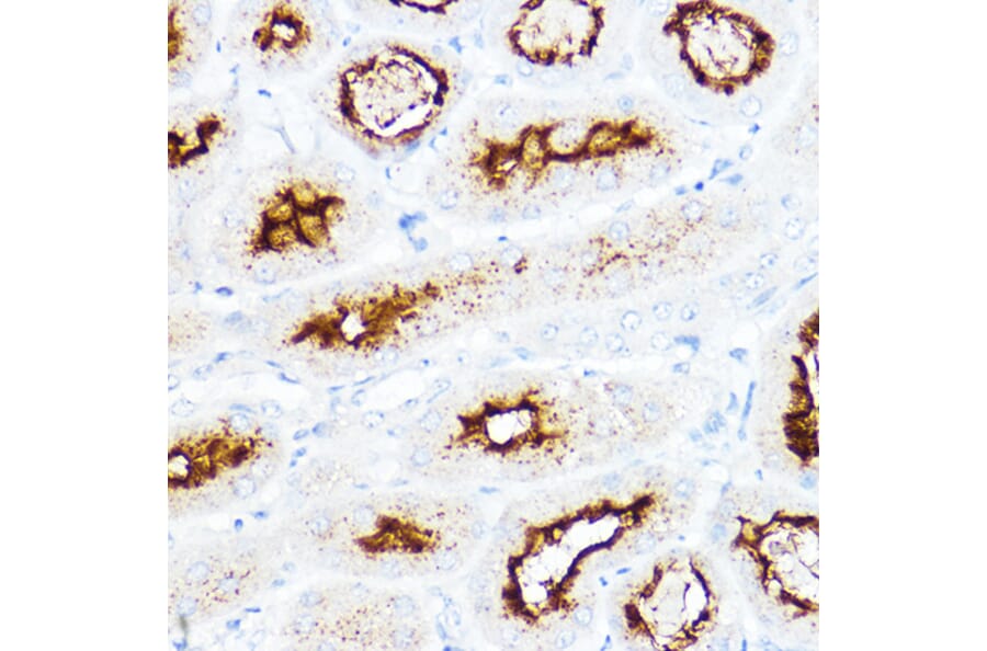 Immunohistochemistry - Anti-SLC3A1 Antibody (A14808) - Antibodies.com