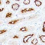 Immunohistochemistry - Anti-SLC3A1 Antibody (A14808) - Antibodies.com