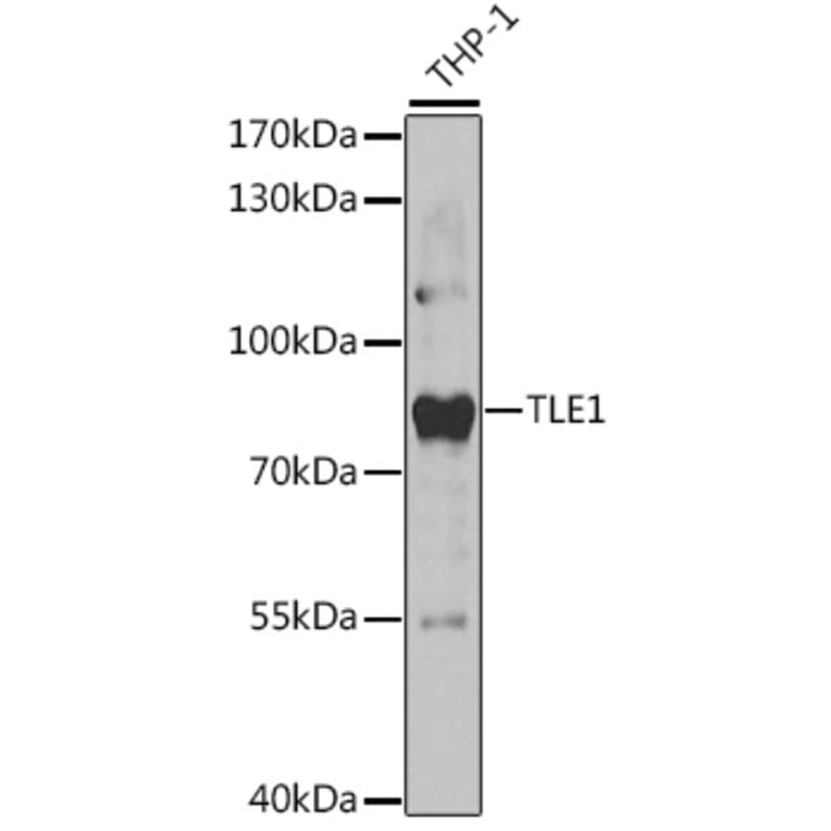 Western Blot - Anti-TLE 1 Antibody (A14809) - Antibodies.com