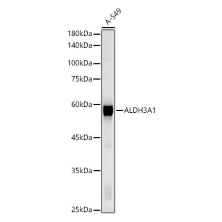 Western Blot - Anti-ALDH3A1 Antibody (A14810) - Antibodies.com
