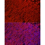 Immunofluorescence - Anti-ALDH3A1 Antibody (A14810) - Antibodies.com