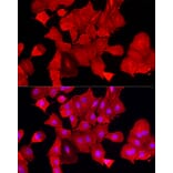 Immunofluorescence - Anti-ALDH3A1 Antibody (A14810) - Antibodies.com