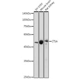 Western Blot - Anti-Protective protein/Cathepsin A (phospho PCA) Antibody (A14811) - Antibodies.com