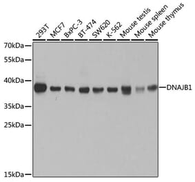 Western Blot - Anti-Hsp40 Antibody (A14812) - Antibodies.com