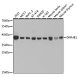 Western Blot - Anti-Hsp40 Antibody (A14812) - Antibodies.com