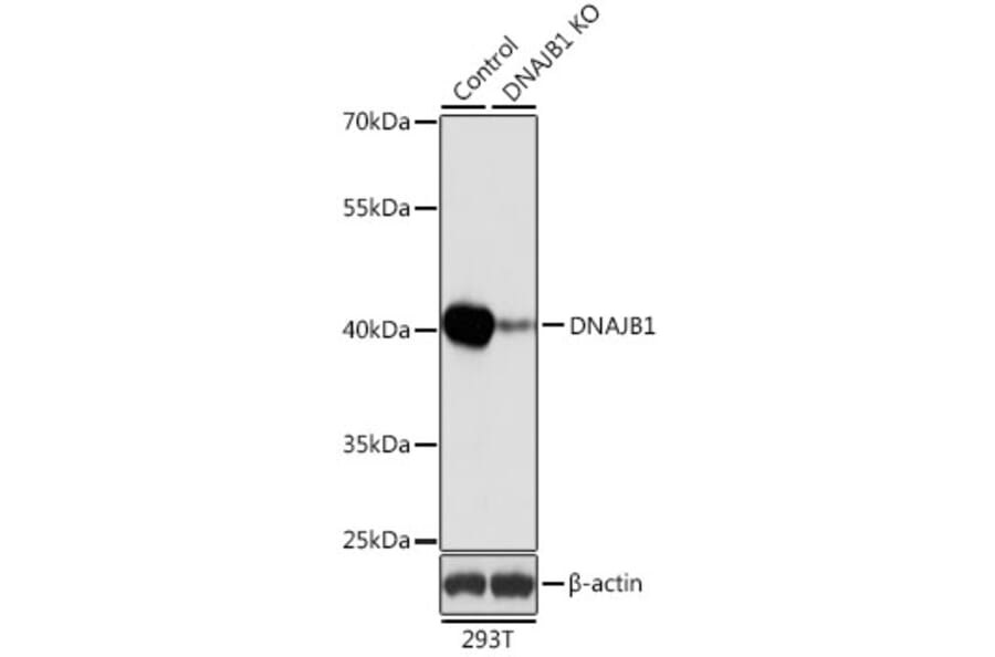 Western Blot - Anti-Hsp40 Antibody (A14812) - Antibodies.com