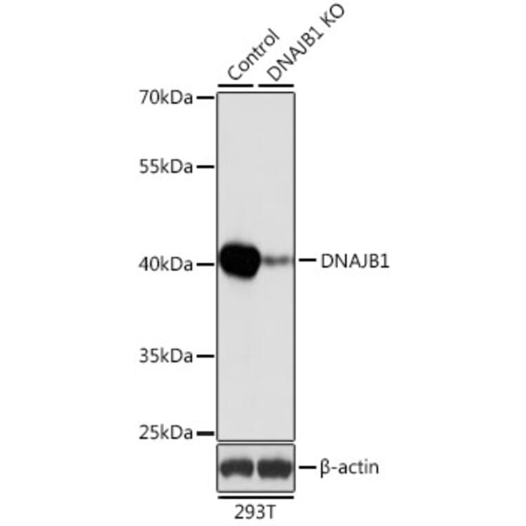 Western Blot - Anti-Hsp40 Antibody (A14812) - Antibodies.com