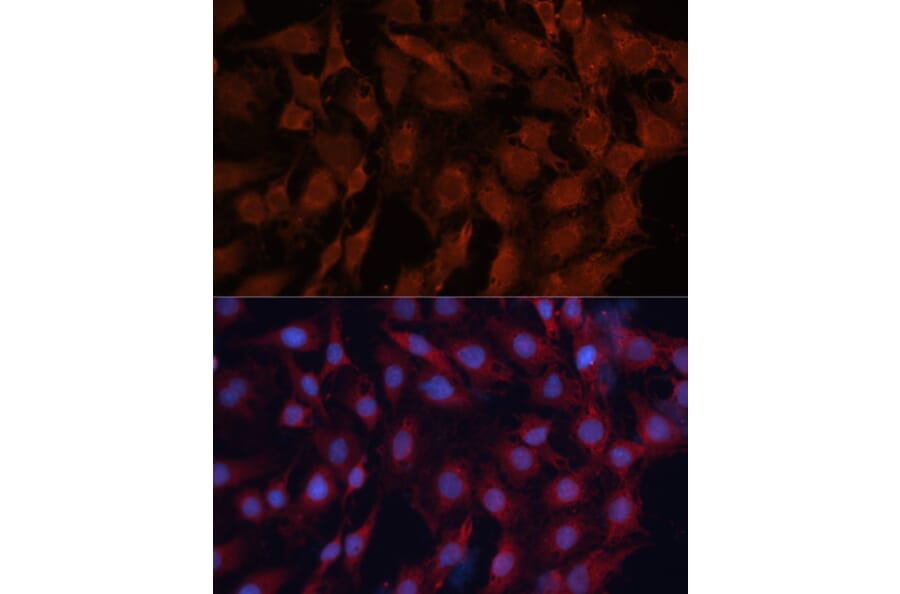 Immunofluorescence - Anti-Hsp40 Antibody (A14812) - Antibodies.com