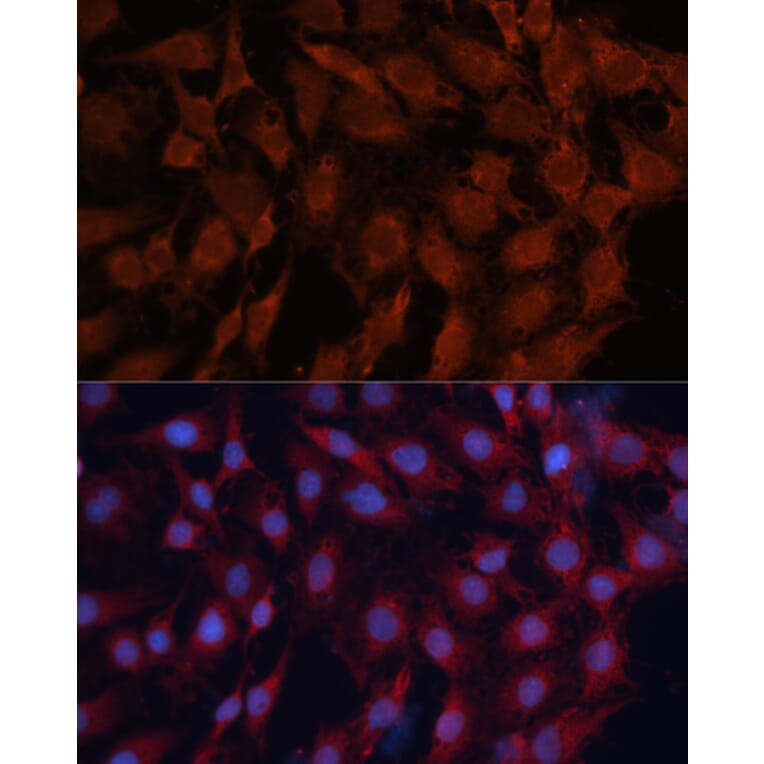Immunofluorescence - Anti-Hsp40 Antibody (A14812) - Antibodies.com