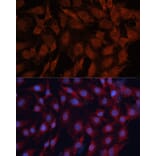 Immunofluorescence - Anti-Hsp40 Antibody (A14812) - Antibodies.com