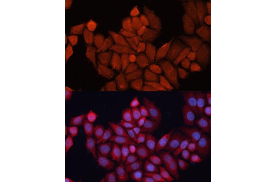 Immunofluorescence - Anti-Hsp40 Antibody (A14812) - Antibodies.com