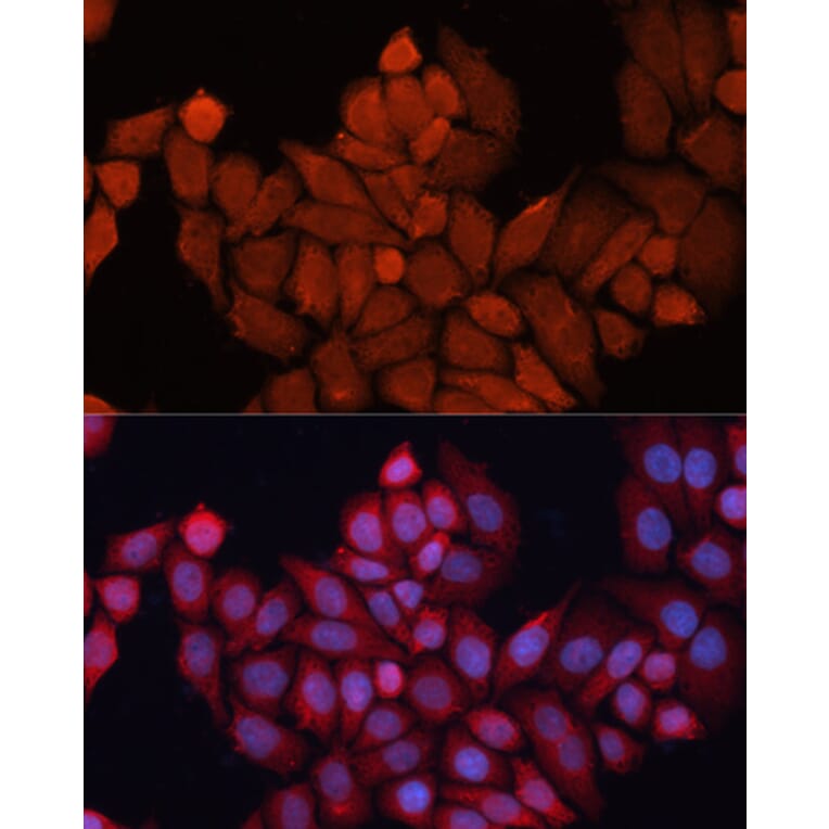 Immunofluorescence - Anti-Hsp40 Antibody (A14812) - Antibodies.com