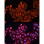 Immunofluorescence - Anti-Hsp40 Antibody (A14812) - Antibodies.com