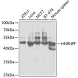 Western Blot - Anti-hnRNPF Antibody (A14813) - Antibodies.com