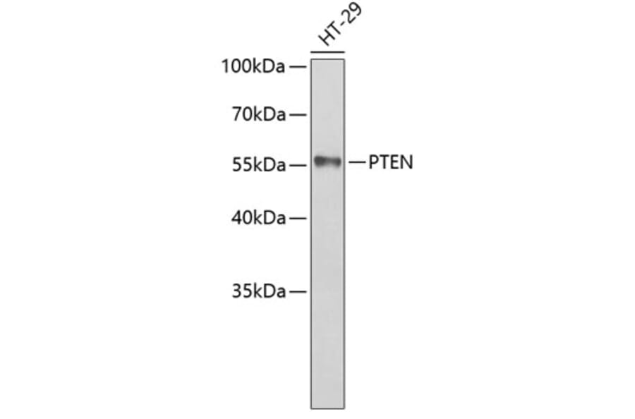Western Blot - Anti-PTEN Antibody (A5518) - Antibodies.com