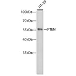 Western Blot - Anti-PTEN Antibody (A5518) - Antibodies.com