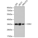 Western Blot - Anti-CDK2 Antibody (A5525) - Antibodies.com