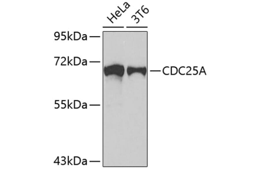 Western Blot - Anti-CDC25A Antibody (A5527) - Antibodies.com