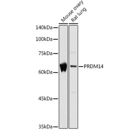 Western Blot - Anti-PRDM14 Antibody (A14825) - Antibodies.com