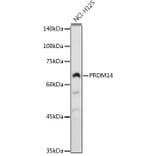Western Blot - Anti-PRDM14 Antibody (A14825) - Antibodies.com