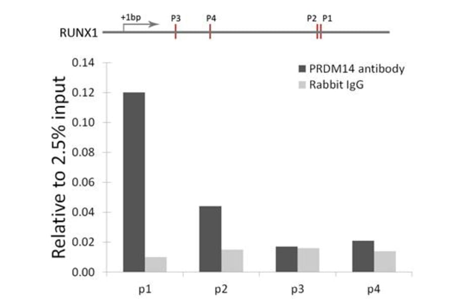 Chromatin Immunoprecipitation - Anti-PRDM14 Antibody (A14825) - Antibodies.com