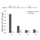Chromatin Immunoprecipitation - Anti-PRDM14 Antibody (A14825) - Antibodies.com
