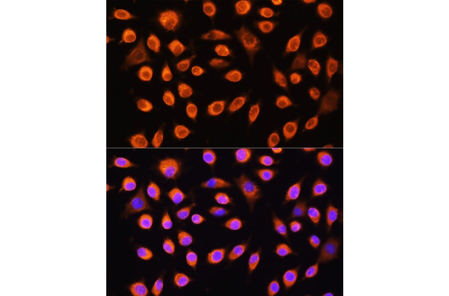 Immunofluorescence - Anti-GNAS Antibody (A14828) - Antibodies.com