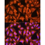 Immunofluorescence - Anti-GNAS Antibody (A14828) - Antibodies.com