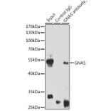 Western Blot - Anti-GNAS Antibody (A14828) - Antibodies.com