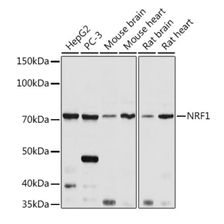 Western Blot - Anti-NRF1 Antibody (A14829) - Antibodies.com