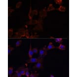 Chromatin Immunoprecipitation - Anti-NRF1 Antibody (A14829) - Antibodies.com