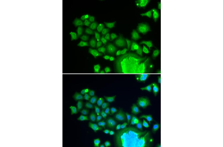Immunofluorescence - Anti-FZR1 Antibody (A14831) - Antibodies.com
