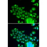 Immunofluorescence - Anti-FZR1 Antibody (A14831) - Antibodies.com